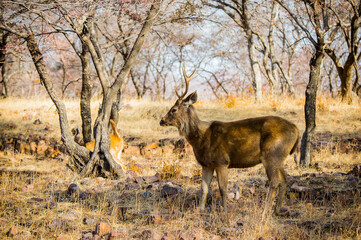 It's Deer in a reserve in Ranthambor, India