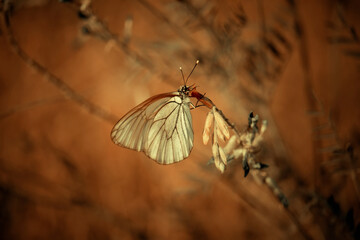 a butterfly sits on a branch