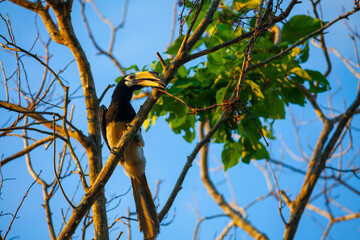 Asian hornbills, Penang island, Malaysia