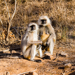 It's Monkeys on in the Reserve of Ranthambor in India