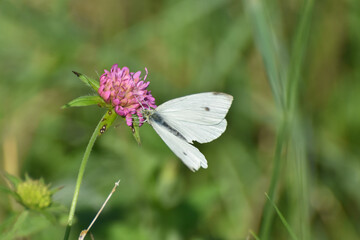 Small White butterfly, Pieris rapae, on wildflower. Beautiful butterfly on meadow