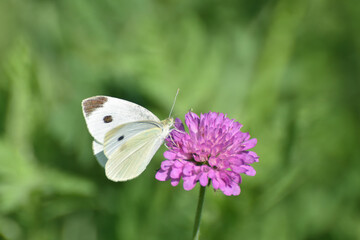Small White butterfly, Pieris rapae, on wildflower. Beautiful butterfly on meadow