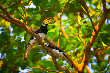 Asian hornbills, Penang island, Malaysia