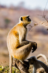 It's Monkeys on in the Reserve of Ranthambor in India