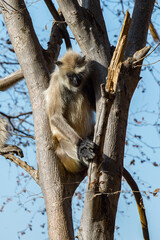It's Monkeys on in the Reserve of Ranthambor in India