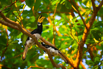 Asian hornbills, Penang island, Malaysia