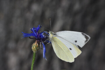 Small White butterfly, Pieris rapae, on wildflower. Beautiful butterfly on meadow