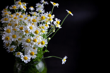 Bouquet of daisies in a vase on a black background. Field camomile. Beautiful card. Summer flowers. White flower. Place for text. Copy space.