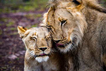 It's Lion and lioness in love together in Zimbabwe, Africa
