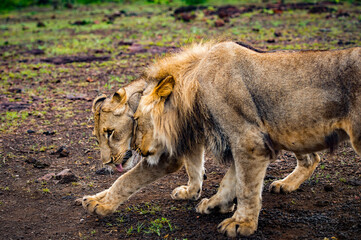 It's Lion and lioness in love together in Zimbabwe, Africa