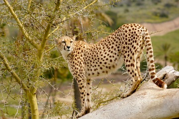 A female cheetah looks back over her territory for prey, danger, and predators.  