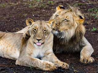 It's Lion and lioness play together on the ground in Zimbabwe, Africa