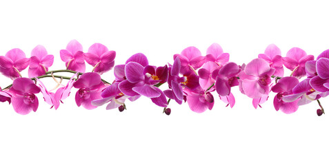Plakat Branch of beautiful orchid on white background. Banner design