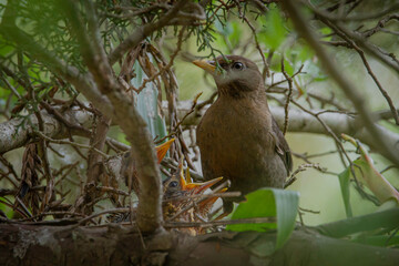 american robin breeding and nesting mother baby bird