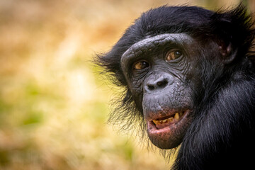 Portrain of a Bonobo monkey smiling