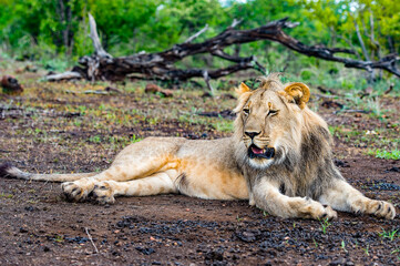 It's Close up of a lion in Zimbabwe, Africa