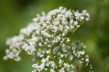 Many Little white flowers on green background