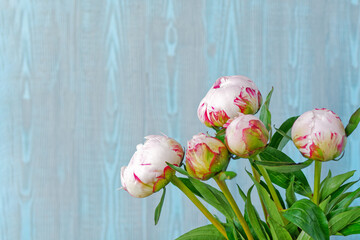 A bouquet of fresh white peonies is on a blue wooden background. On the petals of the flowers are drops of water. Flower composition. Copy space.