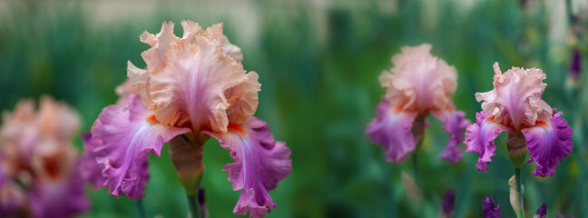 Banner beautiful multi-colored iris flower grow in the garden.