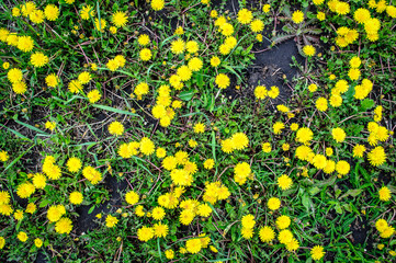 dandelions in the field in summer