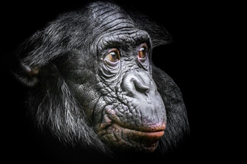A Bonobo ape after eating a beet - obrazy, fototapety, plakaty