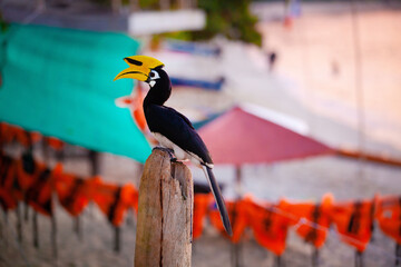 Asian hornbills, Penang island, Malaysia