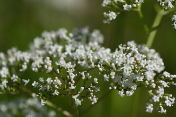 Many Little white flowers on green background