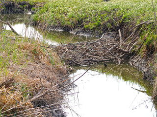 Small river fenced by beaver dam
