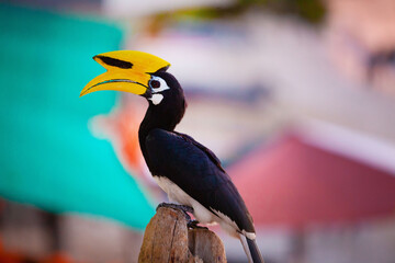 Asian hornbills, Penang island, Malaysia