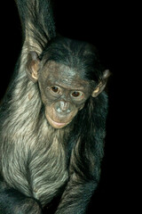 a young bonobo hanging from a branch