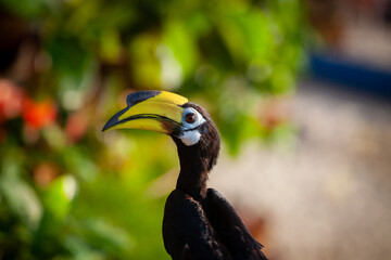 Asian hornbills, Penang island, Malaysia