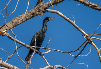 Double-crested Cormorant