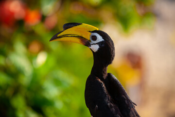 Obraz premium Asian hornbills, Penang island, Malaysia