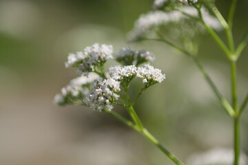 Many Little white flowers on green background