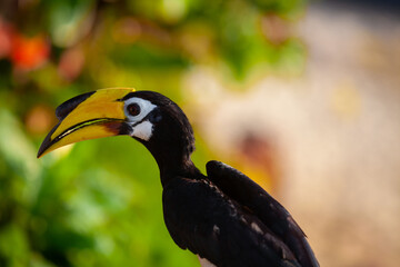 Asian hornbills, Penang island, Malaysia