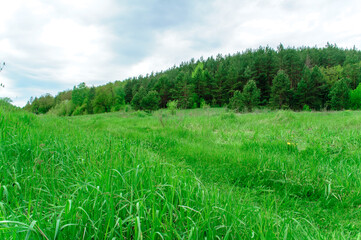 Obraz premium green field and blue sky
