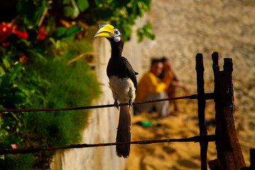 Asian hornbills, Penang island, Malaysia