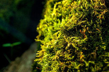 moss on a tree in the forest