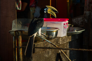Asian hornbills, Penang island, Malaysia