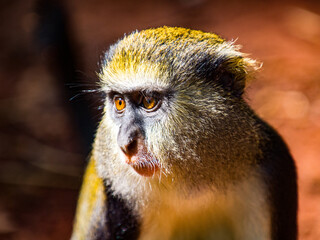 It's Cercopithecus mona, Ghanaian monkey close up