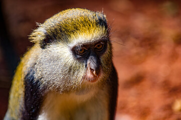 It's Cercopithecus mona, Ghanaian monkey close up
