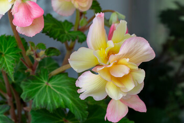 Gorgeous bright begonia flowers in the home interior