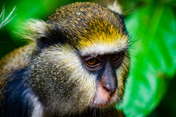 It's Portrait of a Monkey (Cercopithecus mona) in Ghana