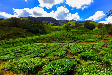 Tea plantation, Camerun Highlands, Malaysia