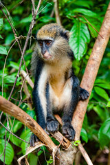 It's Monkey (Cercopithecus mona) on the tree in Ghana