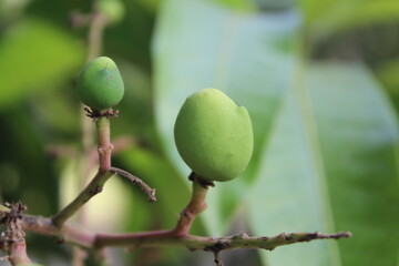 acorns on the tree