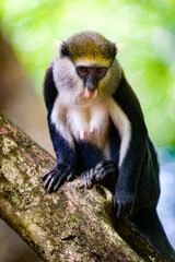 It's Cute Ghanaian Monkey (Cercopithecus mona) on a tree