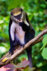 It's Cute Monkey (Cercopithecus mona) on a tree in Ghana