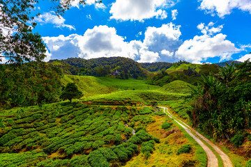 Obraz premium Tea plantation, Camerun Highlands, Malaysia
