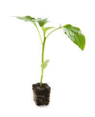 Fresh green pepper seedling isolated on white